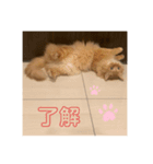 岡本さんちのうにさん。（個別スタンプ：6）
