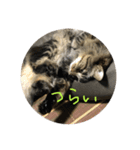 るるるるるぅーるる（個別スタンプ：6）