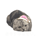 スコティッシュフォールドのパスカルくん2（個別スタンプ：7）