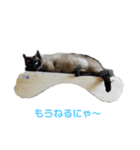しょうこのスタンプ(シャム猫)（個別スタンプ：4）