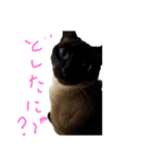しょうこのスタンプ(シャム猫)（個別スタンプ：6）