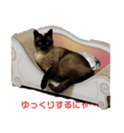 しょうこのスタンプ(シャム猫)（個別スタンプ：7）