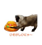 しょうこのスタンプ(シャム猫)（個別スタンプ：11）