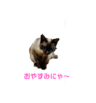 しょうこのスタンプ(シャム猫)（個別スタンプ：13）