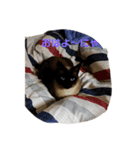 しょうこのスタンプ(シャム猫)（個別スタンプ：14）