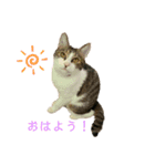 おてんば猫、とまとのスタンプ♡（個別スタンプ：2）