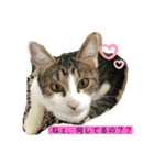 おてんば猫、とまとのスタンプ♡（個別スタンプ：3）