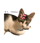 おてんば猫、とまとのスタンプ♡（個別スタンプ：5）