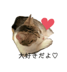 おてんば猫、とまとのスタンプ♡（個別スタンプ：6）