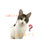 おてんば猫、とまとのスタンプ♡（個別スタンプ：7）