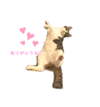 おてんば猫、とまとのスタンプ♡（個別スタンプ：8）