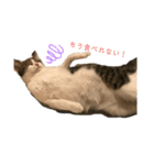 おてんば猫、とまとのスタンプ♡（個別スタンプ：9）