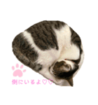 おてんば猫、とまとのスタンプ♡（個別スタンプ：10）