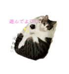 おてんば猫、とまとのスタンプ♡（個別スタンプ：11）