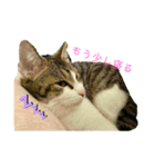 おてんば猫、とまとのスタンプ♡（個別スタンプ：12）