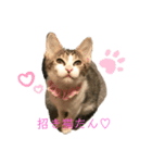 おてんば猫、とまとのスタンプ♡（個別スタンプ：13）