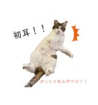 おてんば猫、とまとのスタンプ♡（個別スタンプ：14）