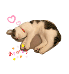 おてんば猫、とまとのスタンプ♡（個別スタンプ：15）
