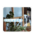 セントバーナードのヨーゼフ♡2（個別スタンプ：2）