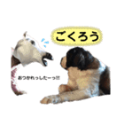 セントバーナードのヨーゼフ♡2（個別スタンプ：7）