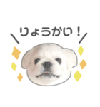 たぴちゃんスタンプ‪‪（個別スタンプ：1）