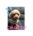トイプードルのクゥ③（個別スタンプ：2）