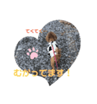 トイプードルのクゥ③（個別スタンプ：3）