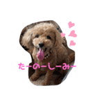 トイプードルのクゥ③（個別スタンプ：4）