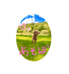 トイプードルのクゥ③（個別スタンプ：6）