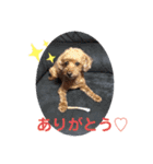 トイプードルのクゥ③（個別スタンプ：16）