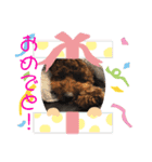 愛犬ちゃんのアクアとダイヤ（個別スタンプ：3）