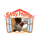 愛犬ちゃんのアクアとダイヤ（個別スタンプ：8）