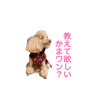 犬の名前はミルク（個別スタンプ：7）