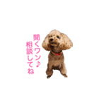 犬の名前はミルク（個別スタンプ：8）