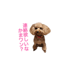 犬の名前はミルク（個別スタンプ：11）