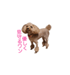 犬の名前はミルク（個別スタンプ：12）