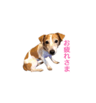 犬の名前はミルク（個別スタンプ：22）