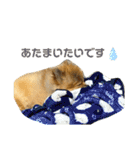 サムくんの日常（個別スタンプ：16）