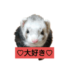 集まれフェレットファン♡ 2（個別スタンプ：1）