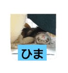 集まれフェレットファン♡ 2（個別スタンプ：4）