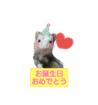 集まれフェレットファン♡ 2（個別スタンプ：5）