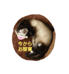 集まれフェレットファン♡ 2（個別スタンプ：6）
