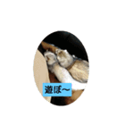集まれフェレットファン♡ 2（個別スタンプ：9）