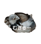 集まれフェレットファン♡ 2（個別スタンプ：10）