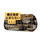 集まれフェレットファン♡ 2（個別スタンプ：11）