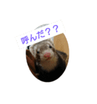 集まれフェレットファン♡ 2（個別スタンプ：13）