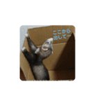集まれフェレットファン♡ 2（個別スタンプ：16）