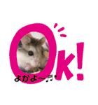 はむすきー（個別スタンプ：6）