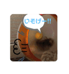 はむすきー（個別スタンプ：8）