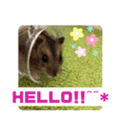 はむすきー（個別スタンプ：17）